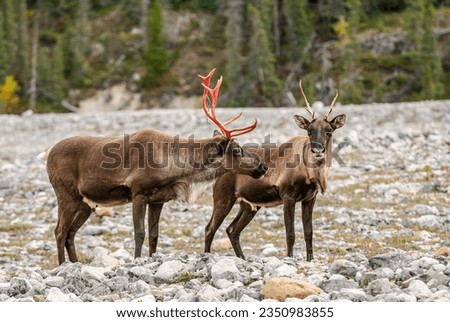 A male and female woodland caribou (Rangifer tarandus caribou) at Muncho Lake in the northern Rocky Mountains of British Columbia Royalty-Free Stock Photo #2350983855