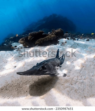 Magnificent sea cat from the family of stingrays-sharks on the sandy bottom close-up