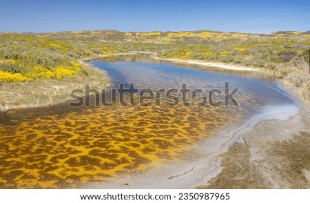 Water course, by Soda Lake; Carrizo Plain, super bloom