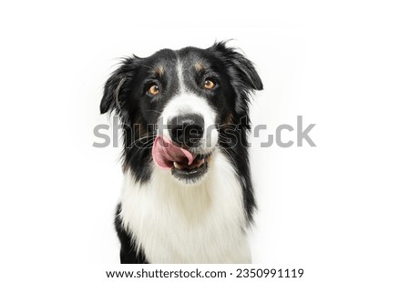 Portrait hungry border collie puppy dog licking its lips with tongue. Isolated on white background Royalty-Free Stock Photo #2350991119