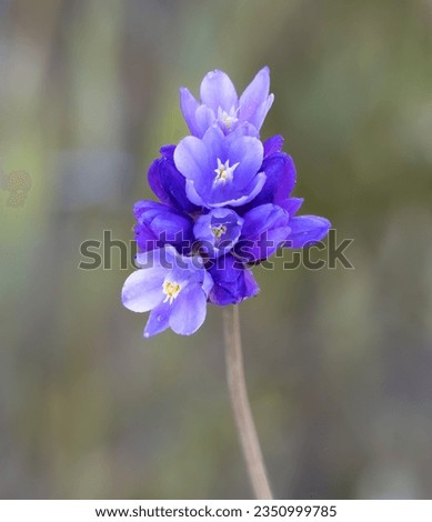 Jungle Purple Flower, Super bloom, Carrizo Plain