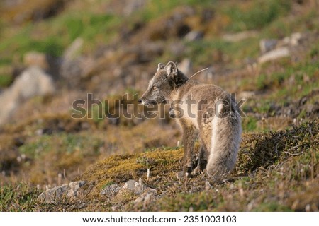 Arctic fox (Vulpes lagopus) with radio collar for research Royalty-Free Stock Photo #2351003103