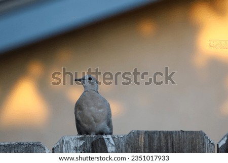 A female mourning dove perched on an old wooden fence.