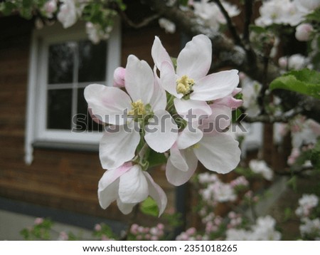 macro photo with a decorative floral background of an apple tree blooming with white flowers at a wooden house in a European town for design as a source for prints, posters, wallpaper, advertising