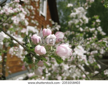 macro photo with a decorative floral background of an apple tree blooming with white flowers at a wooden house in a European town for design as a source for prints, posters, wallpaper, advertising