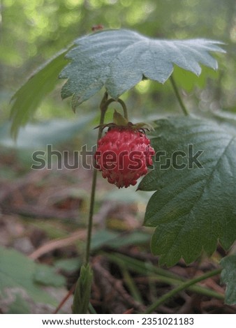 macro photo with a decorative natural background of a red berry of a wild strawberry plant in green grass in a European forest for design as a source for prints, posters, decor, interiors, wallpaper