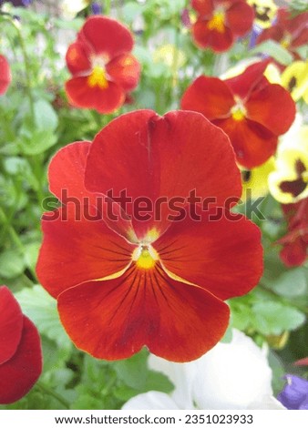 macro photo with decorative floral background of red flowers of the herbaceous plant viola tricolor in the European garden for landscape design as a source for prints, posters, decor, interiors