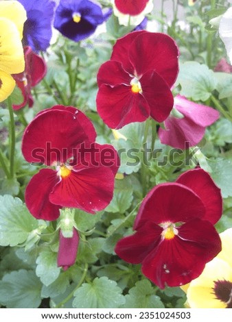 macro photo with decorative floral background of red flowers of the herbaceous plant viola tricolor in the European garden for landscape design as a source for prints, posters, decor, interiors