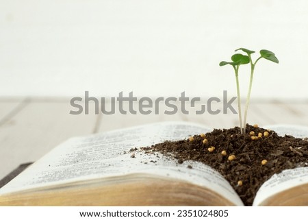 Mustard seed green plant growing in soil on top of open Holy Bible Book with golden pages and white background. Copy space. Close-up. Christian faith, maturity, spiritual growth, biblical concept.