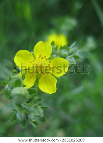 macro photo with a decorative floral background of a bright yellow flower of a wild plant in greenery for design as a source for prints, posters, decor, wallpaper, interiors, advertising, decoration
