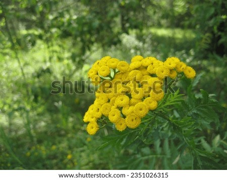 macro photo with a decorative floral background of a bright yellow flower of a wild medicinal plant yarrow in greenery for design as a source for prints, posters, decor, wallpaper, interiors