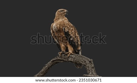 Beautiful black background Falcon Perched on Tree