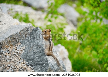 chipmunk or squirrel at Grand Teton National Park, Wyoming, USA