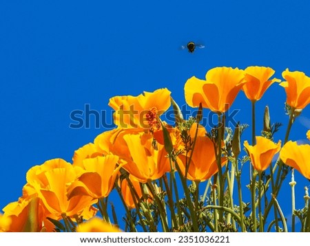 A bumblebee hovering over a group of orange California poppies