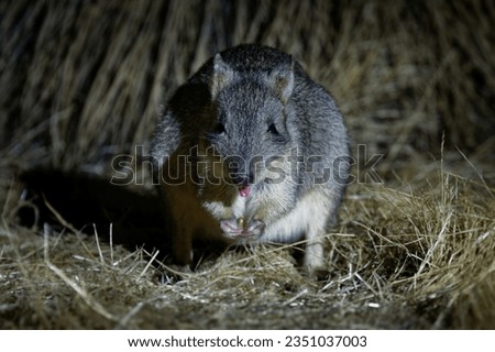 Woylie or Brush-tailed bettong - Bettongia penicillata small critically endangered gerbil-like mammal native to forests and shrubland of Australia, rat-kangaroo family Potoroidae.