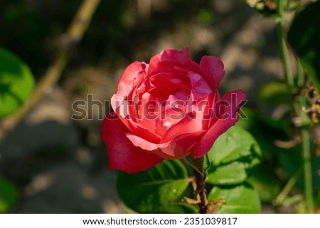 Photo of an isolated red rose flower in the leafy green and ground brown background