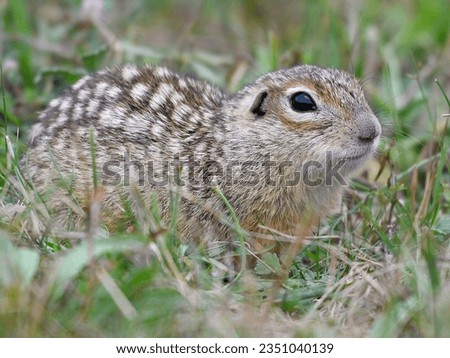 The speckled ground squirrel or spotted souslik (Spermophilus suslicus) is a species of rodent in the family Sciuridae from Eastern Europe.