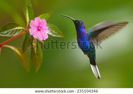 Hummingbird Violet Sabrewing flying next to beautiful pink flower in tropical forest. Royalty-Free Stock Photo #235104346
