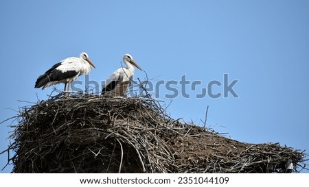 Two white storks. Ciconia. stork. wild bird. stork nest. a pair of birds in the nest. two storks. large wading, white beautiful bird. mating season. concept of love, family. space for text, close-up