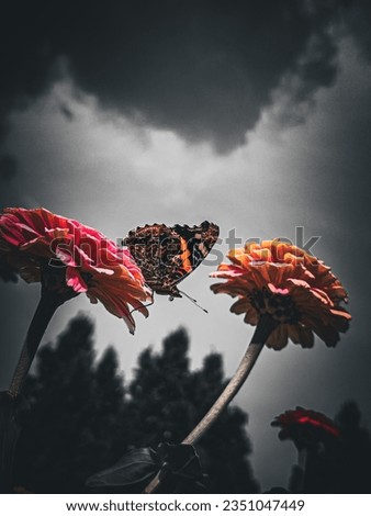 A butterfly in sky and zinnia