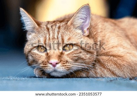 Portrait of ginger cat with cute face and long whiskers resting on its paws. Close up tabby cat portrait with selective focus blur and background bokeh. Royalty-Free Stock Photo #2351053577