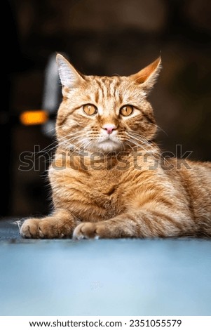 Portrait of ginger cat with long whiskers, laying down and looking at the camera, with background bokeh, front view Royalty-Free Stock Photo #2351055579
