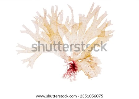 Nitophyllum punctatum seaweed isolated on white. Spotted scarf weed algae.  Royalty-Free Stock Photo #2351056075