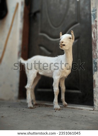 This is Beautiful baby goat. Goat baby is a picture of innocence and charm.