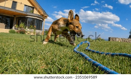 POV: Adorable brown puppy chasing blue rope while playing with owner in garden. Lively doggy runs and jumps around on lawn during tig of war game. Cute mixed breed dog at playtime in sunny backyard. Royalty-Free Stock Photo #2351069589