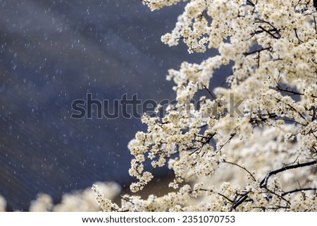 Rain and flowering trees with selective focus, toned. Spring background