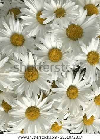 Amateur photography of white daisies in pot