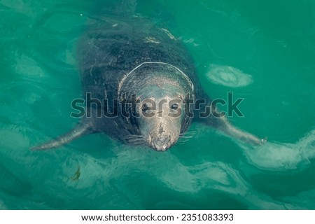 Seal swimming in the Antlantic ocean near Ireland