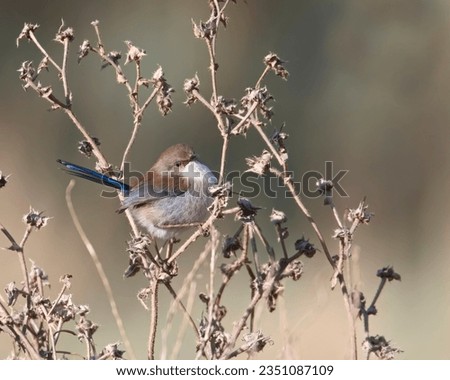 Superb Fairy Wren perched on thistles showing off their blue tail feathers