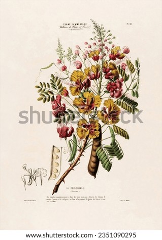 Vintage Botanical Illustration Fruit Flowers Plants