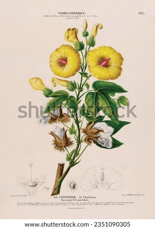 Vintage Botanical Illustration Fruit Flowers Plants Royalty-Free Stock Photo #2351090305
