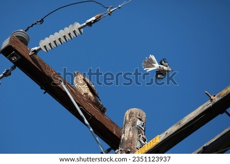 A hawk sitting on electrical wires and a mockingbird flying by . A hawk perched on an electric pole harassed by a mockingbird.