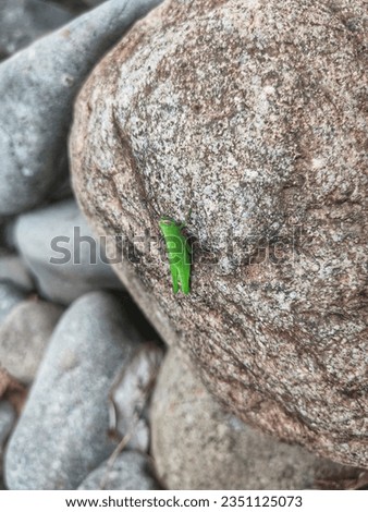 The picture is grasshopper stuck to the rock background