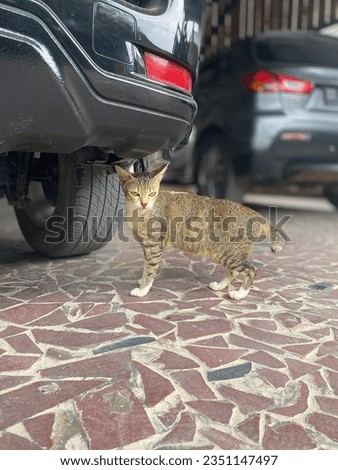a domestic cat standing with an expressive face under a car