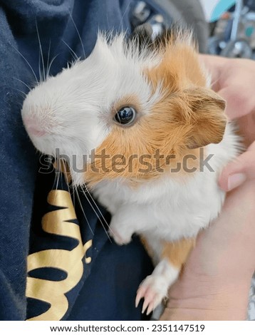 a photography of a guinea in a person's lap with a tie on, cavia cobaya is a small, furry animal that is being held by a person.
