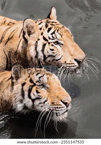 a photography of two tigers in the water with one looking at the camera, panthera tigris in water with one looking at the camera.