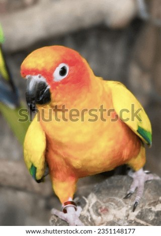 a photography of a yellow and green bird sitting on a rock, macaw bird with yellow and red feathers sitting on a rock.