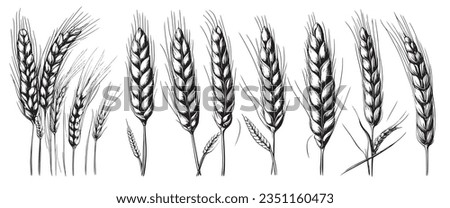 Wheat ears, spikelets sketch. Hand drawn rye in vintage engraving style. Farm organic food concept. Vector illustration Royalty-Free Stock Photo #2351160473
