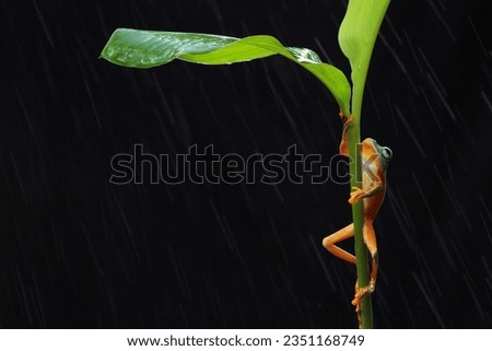 a frog climbing a leaf