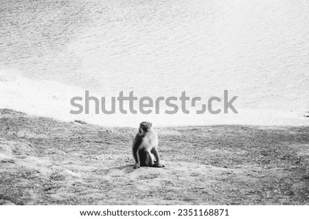 A black and white picture captures a monkey standing in the shadows in a meadow by a lake looking to its right.  