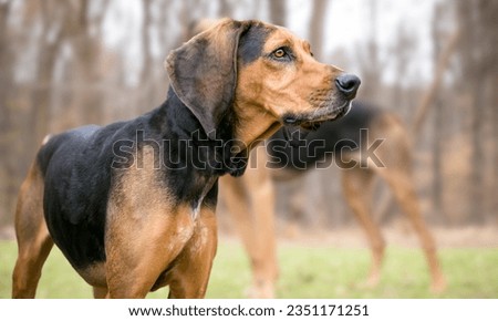 Portrait of an American English Coonhound Royalty-Free Stock Photo #2351171251