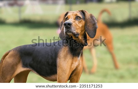 Portrait of an American English Coonhound Royalty-Free Stock Photo #2351171253