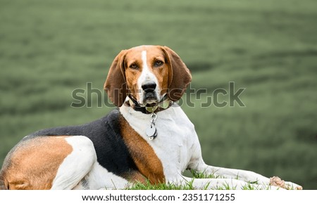 Portrait of an American English Coonhound Royalty-Free Stock Photo #2351171255