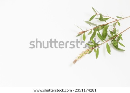 branches with green leaves on white background