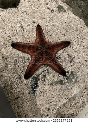 Star Fish on the Sea.. this picture from sea animals jakarta aquarium