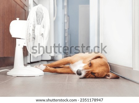 Dog lying in front of fan on kitchen floor during summer heat. Cute puppy dog stretched out on cool tiles. Keeping cat, dogs and pets cool in summer or heat waves. Female Harrier mix. Selective focus. Royalty-Free Stock Photo #2351178947